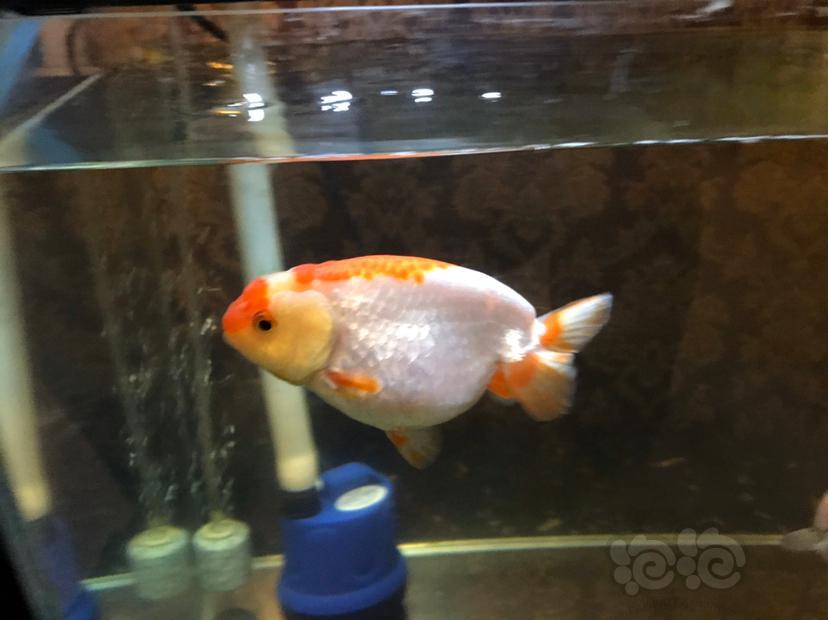 兰寿金鱼产卵了 泡泡水族