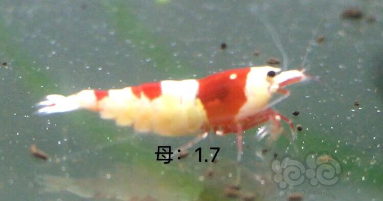 【虾】2019-12-15#RMB拍卖红白二公三母繁殖组-图4