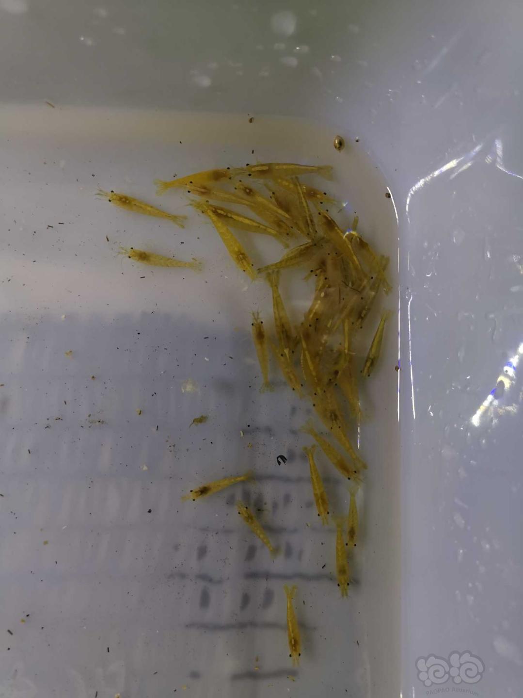 黄金米虾，血腥玛丽虾，雪球，蓝宝石虾-图1