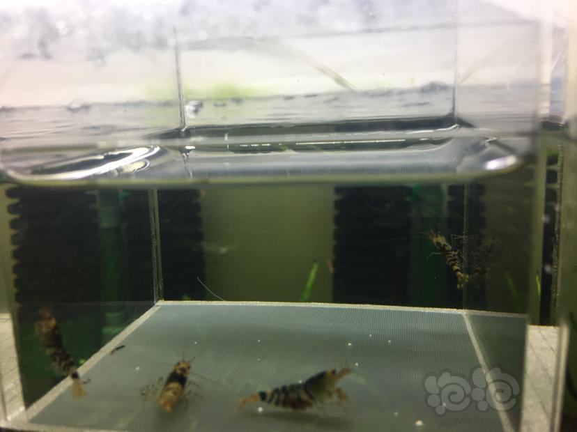 【虾】2019－12－08#RMB拍卖黑花虎2对-图4