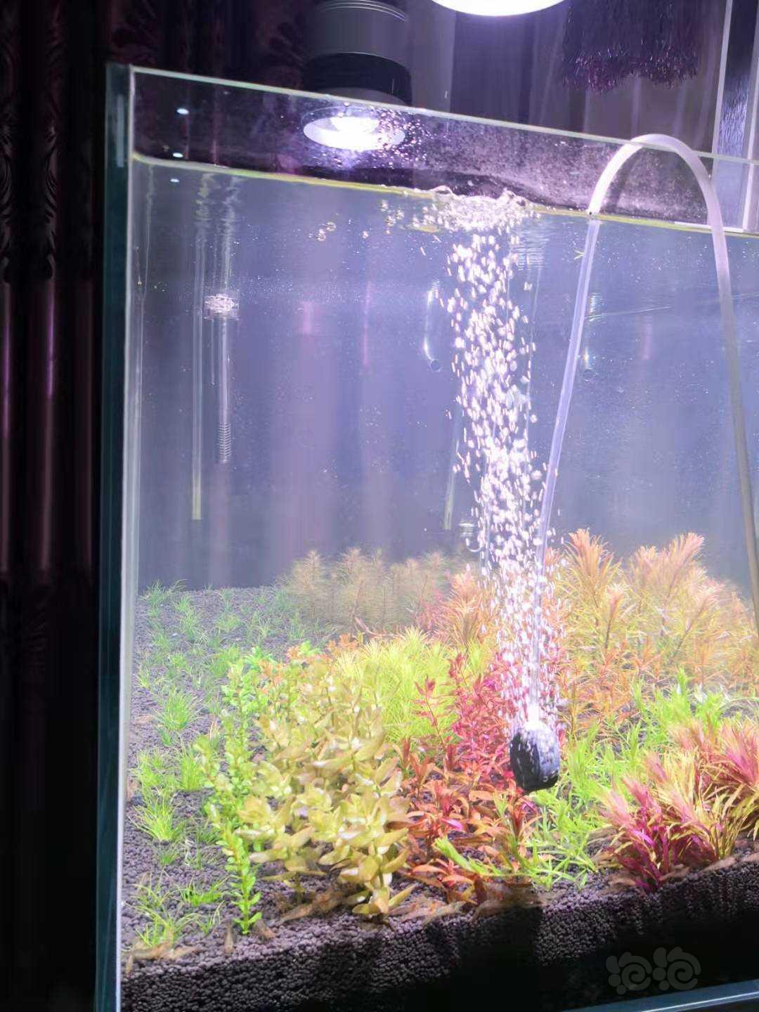 开缸一周多水发白浑浊不行就放弃了