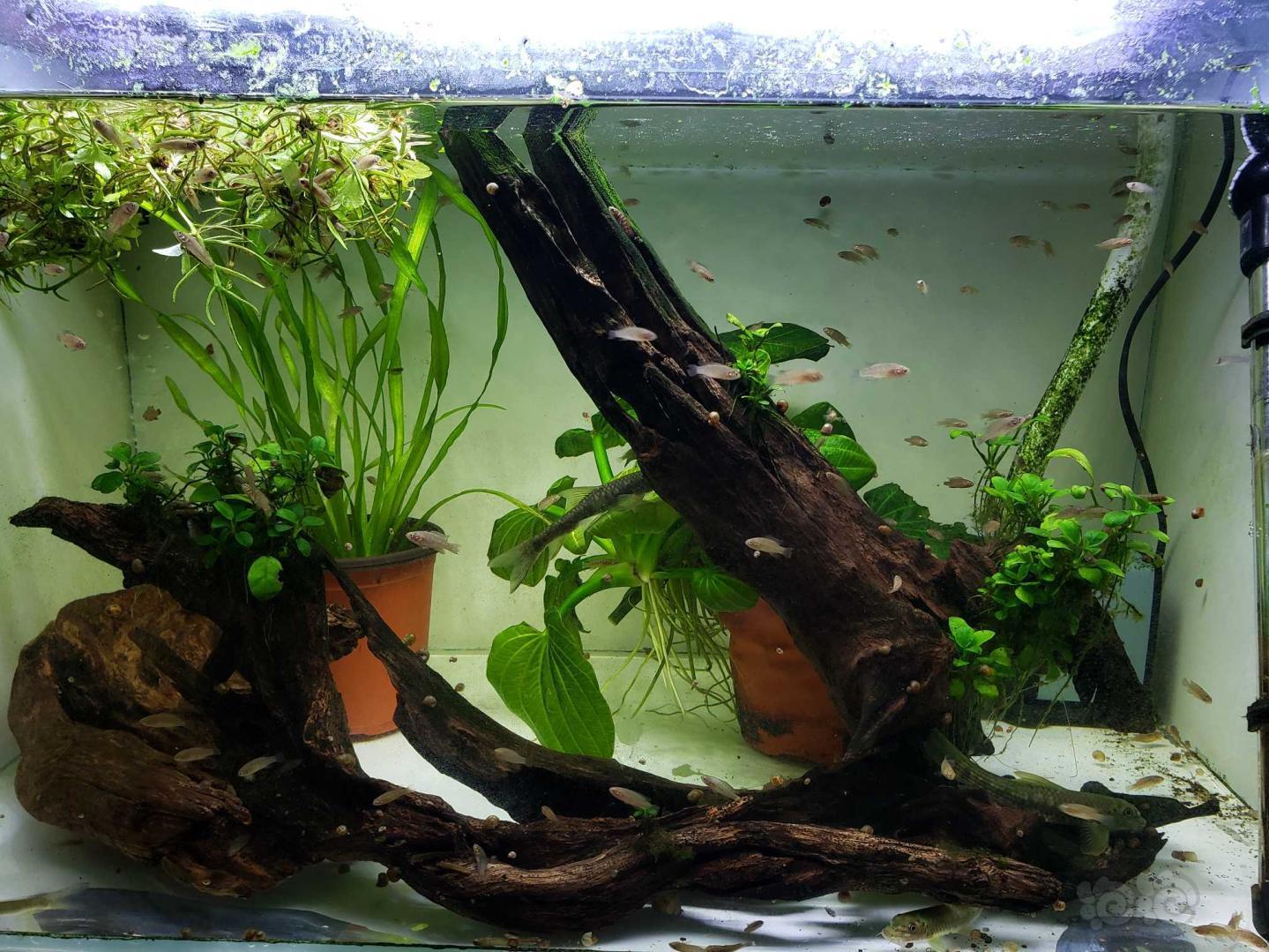 云南发来的盈江变色龙