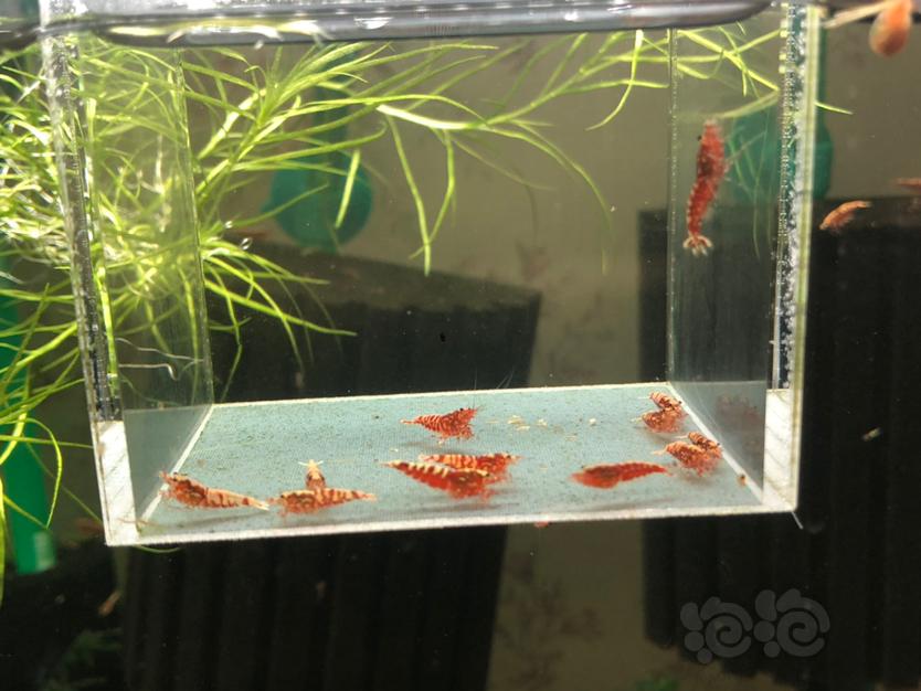 【虾】2019-12-13#RMB拍卖红银河苗子12只-图4