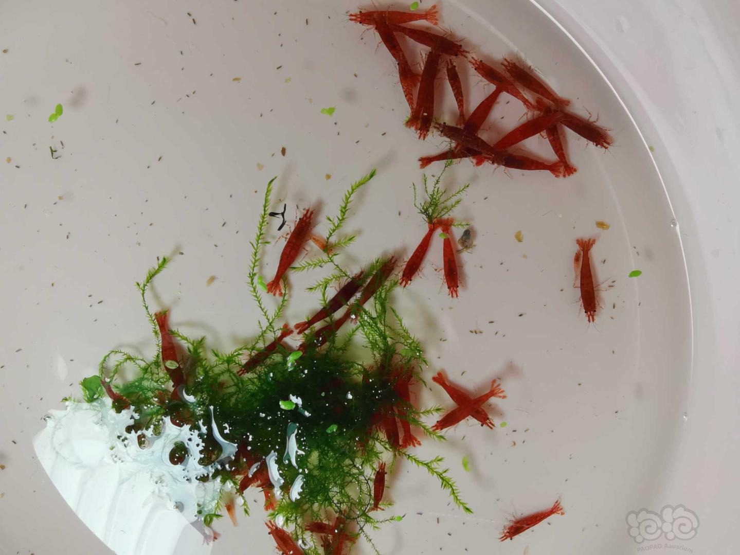 黄金米虾，血腥玛丽虾，雪球，蓝宝石虾-图5