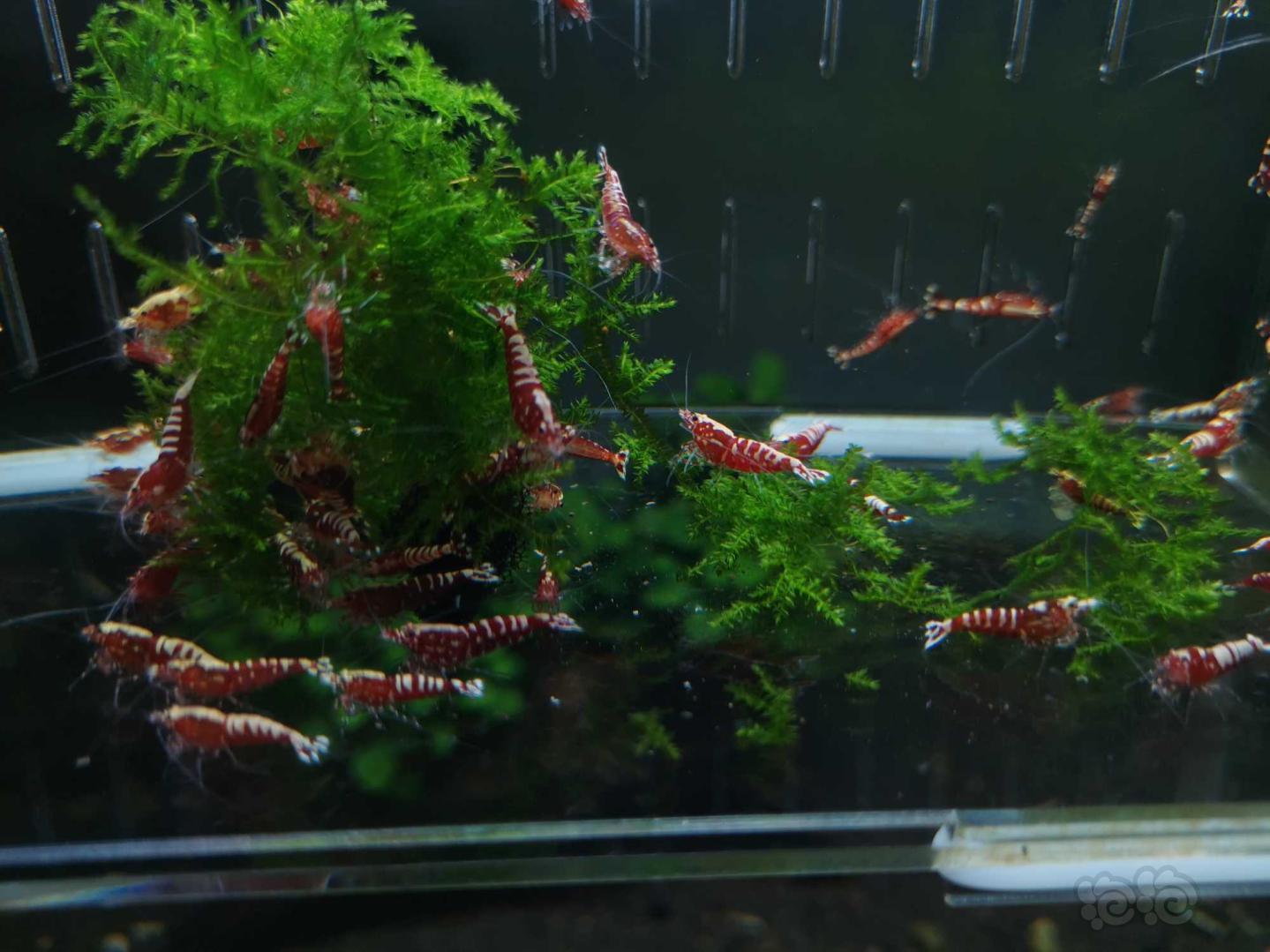 20191208rmb拍卖红银河水晶虾100只