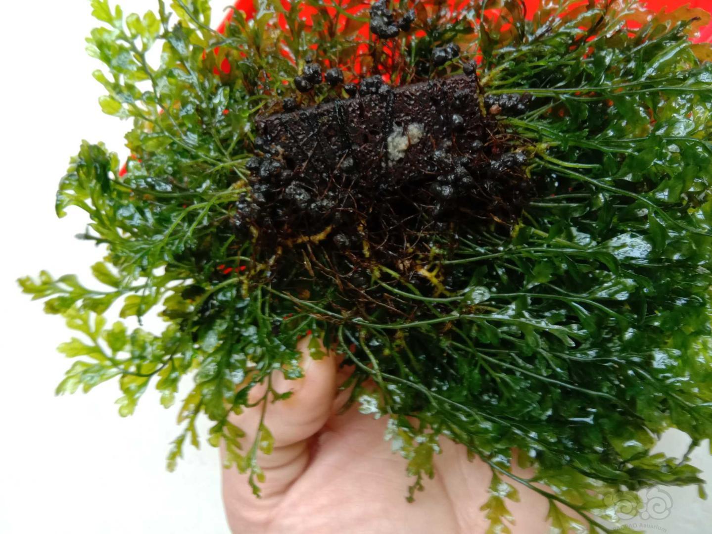 出黑木撅，椒草，珊瑚莫斯-图2