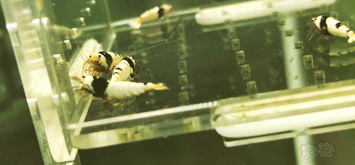【虾】2019-12-06#RMB拍卖黑白系统纯血水晶虾繁殖组一份-图3