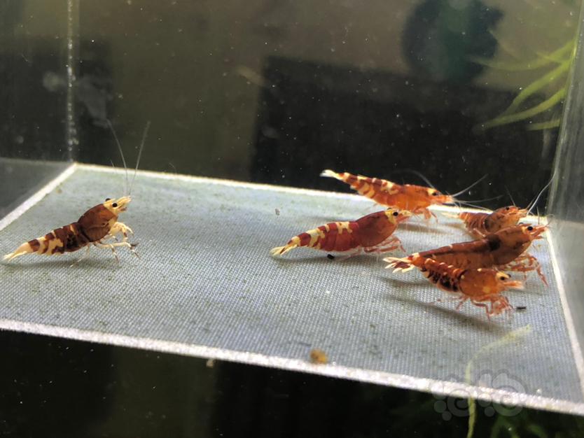 【虾】2019-12-16#RMB拍卖红虎p繁殖组3公6母-图5