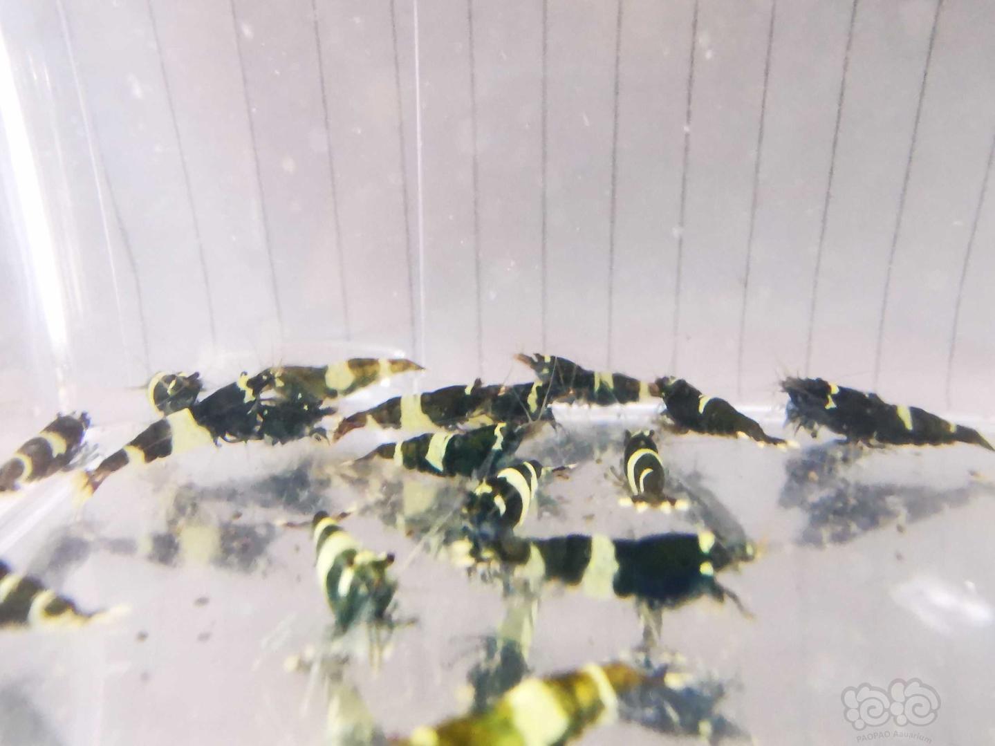 【虾】2019-12-07#RMB拍卖#系统缸淘汰蓝化黑金刚水晶虾一份32只公母对半(送一只同品相)-图3