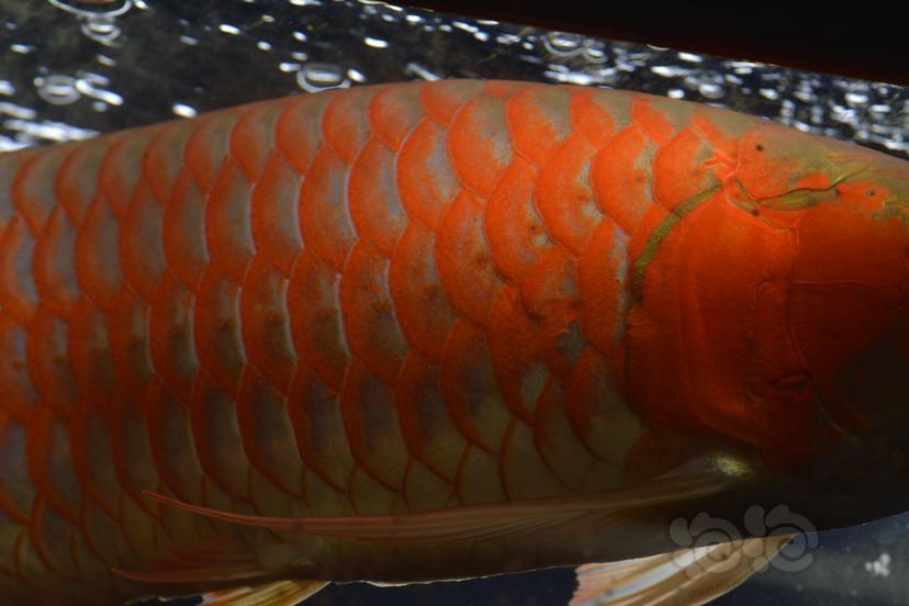 龙鱼一米龙进口赤血红龙