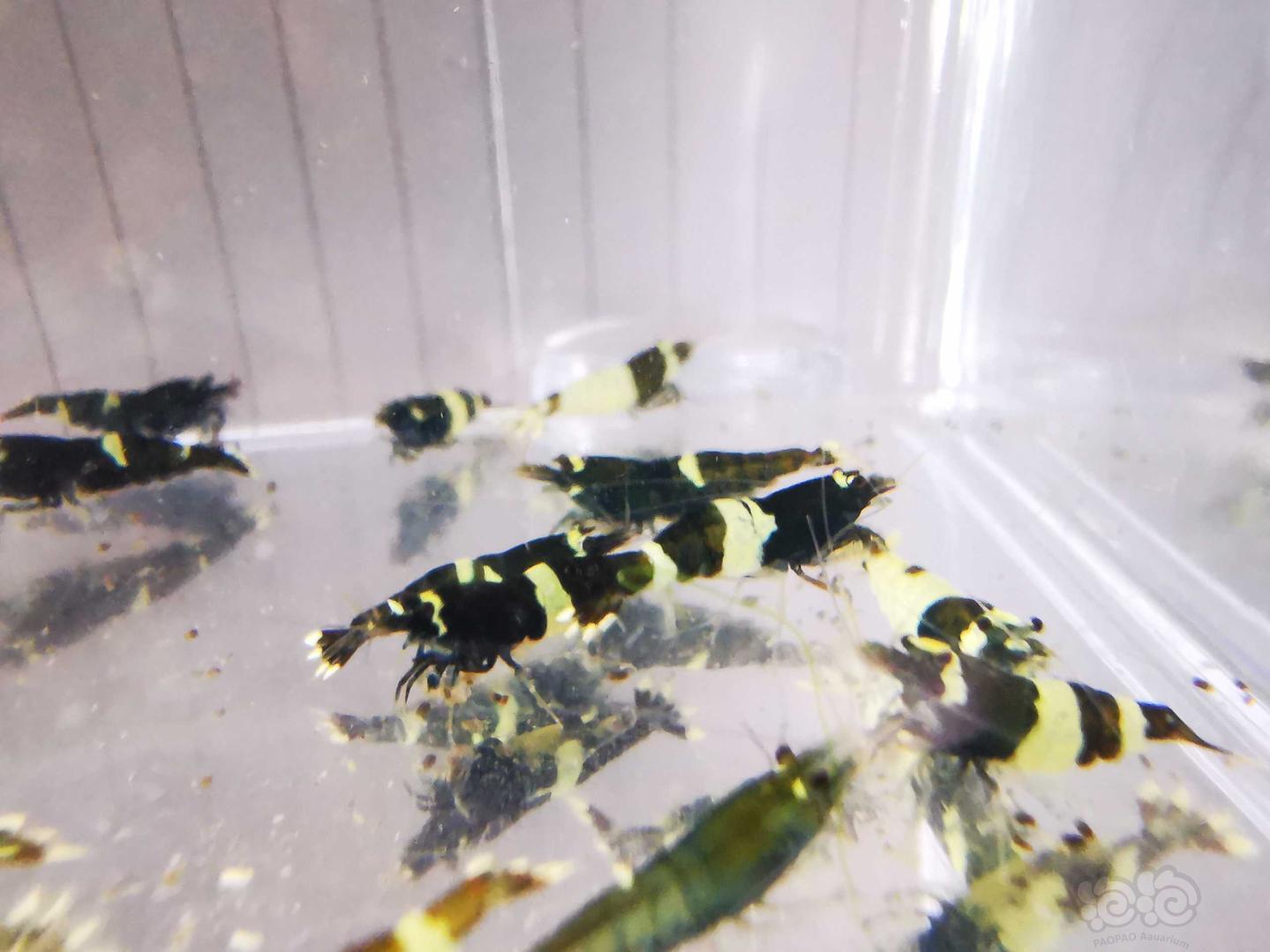 【虾】2019-12-06#RMB拍卖#系统蓝化黑金刚水晶虾一份32只公母对半-图2