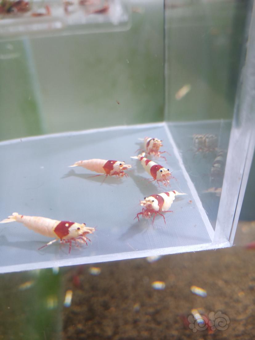 【虾】2019-12-9#RMB拍卖红白水晶虾一份6只（中标会多送一只1.2左右的）-图1