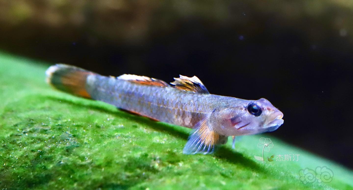 金边新红吻虾虎