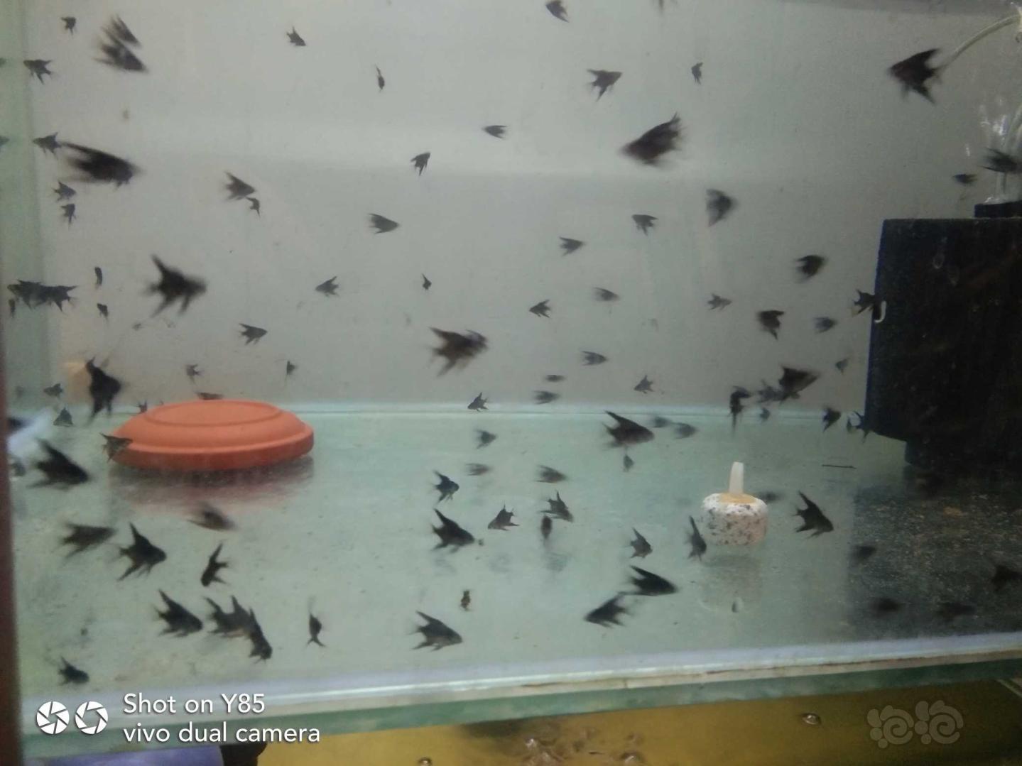 【热带鱼】出自己繁殖的墨燕小苗-图1