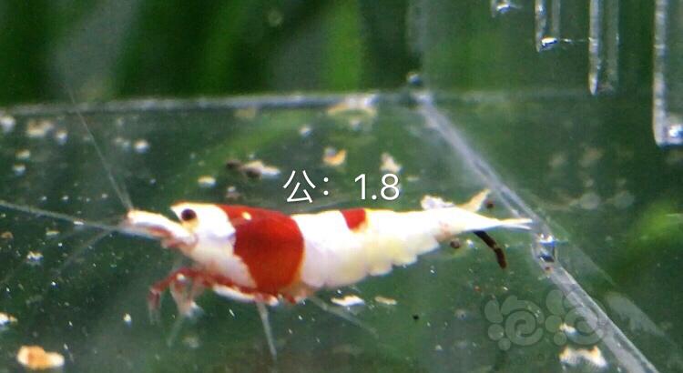 【虾】2019-12-01#RMB拍卖系统红白三公五母繁殖组-图1