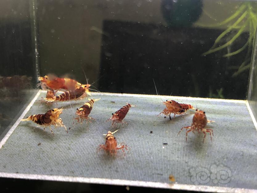 【虾】2019-12-16#RMB拍卖红虎p繁殖组3公6母-图2
