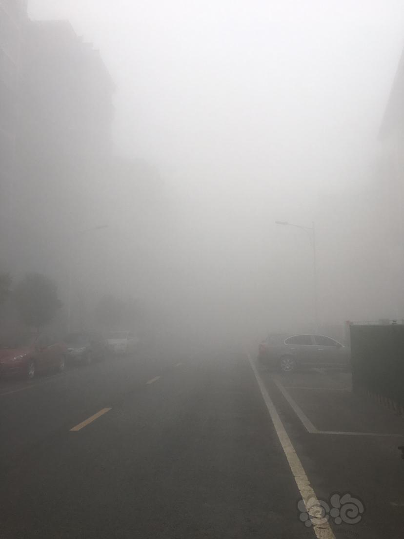 这个雾有点大额-图1