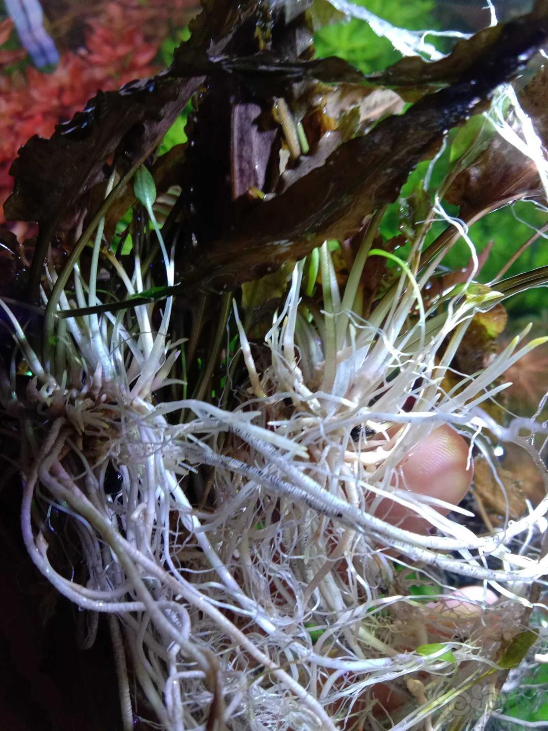 出黑木撅，椒草，珊瑚莫斯-图5