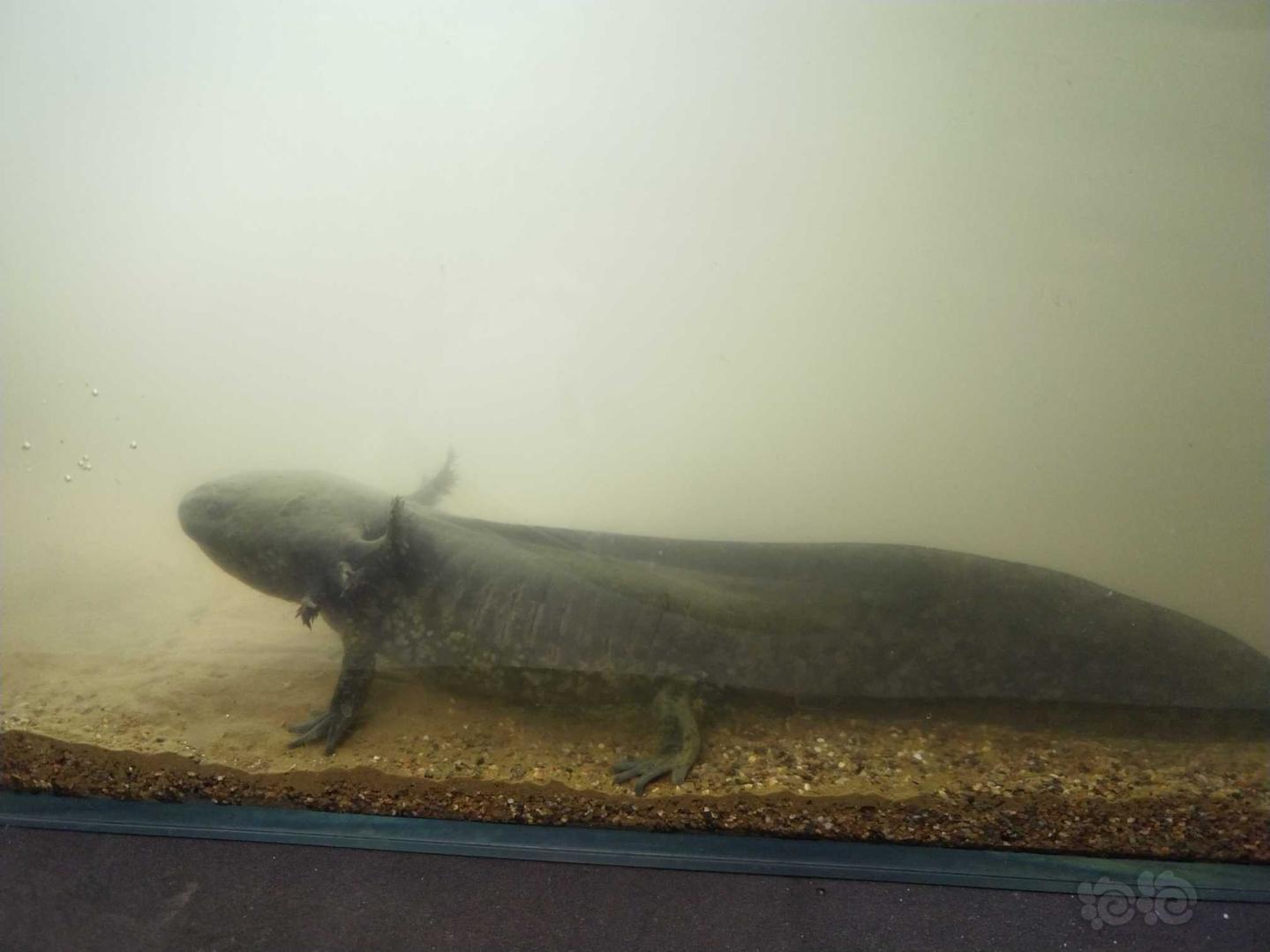 原色六角恐龙原生造景尝试