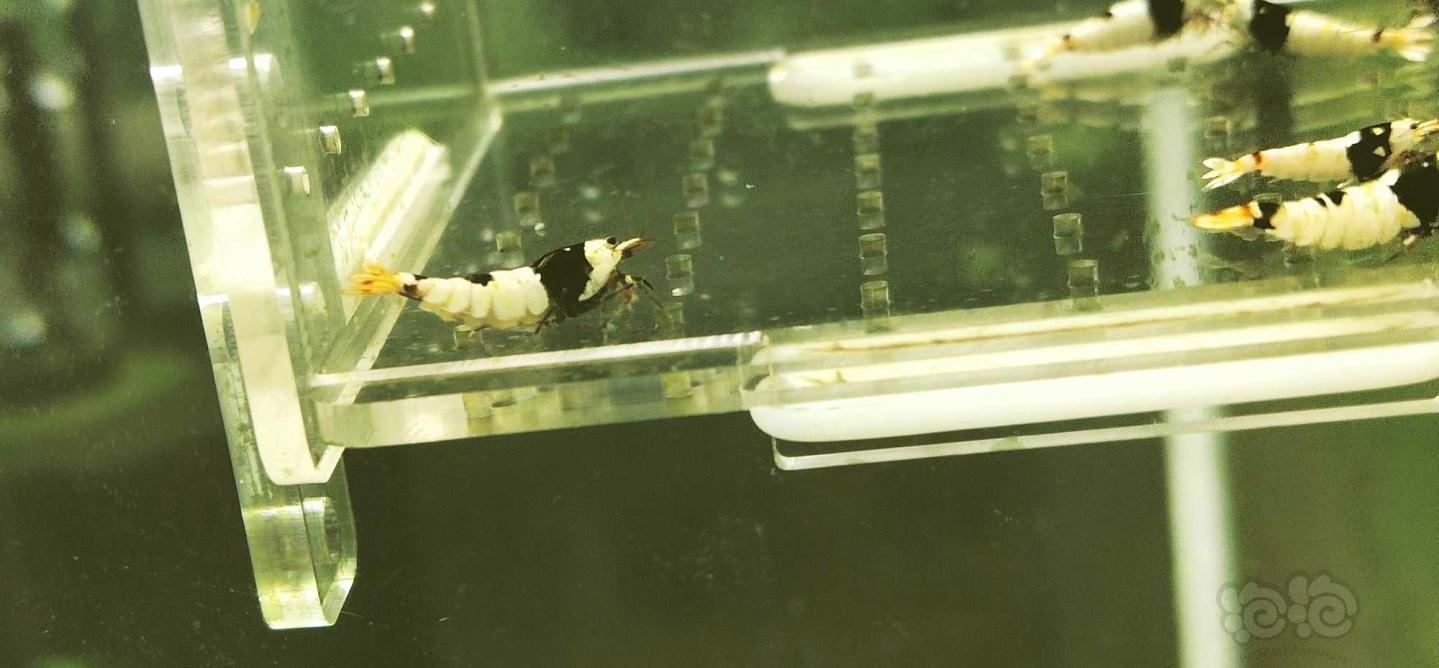 【虾】2019-12-06#RMB拍卖黑白系统纯血水晶虾繁殖组一份-图8