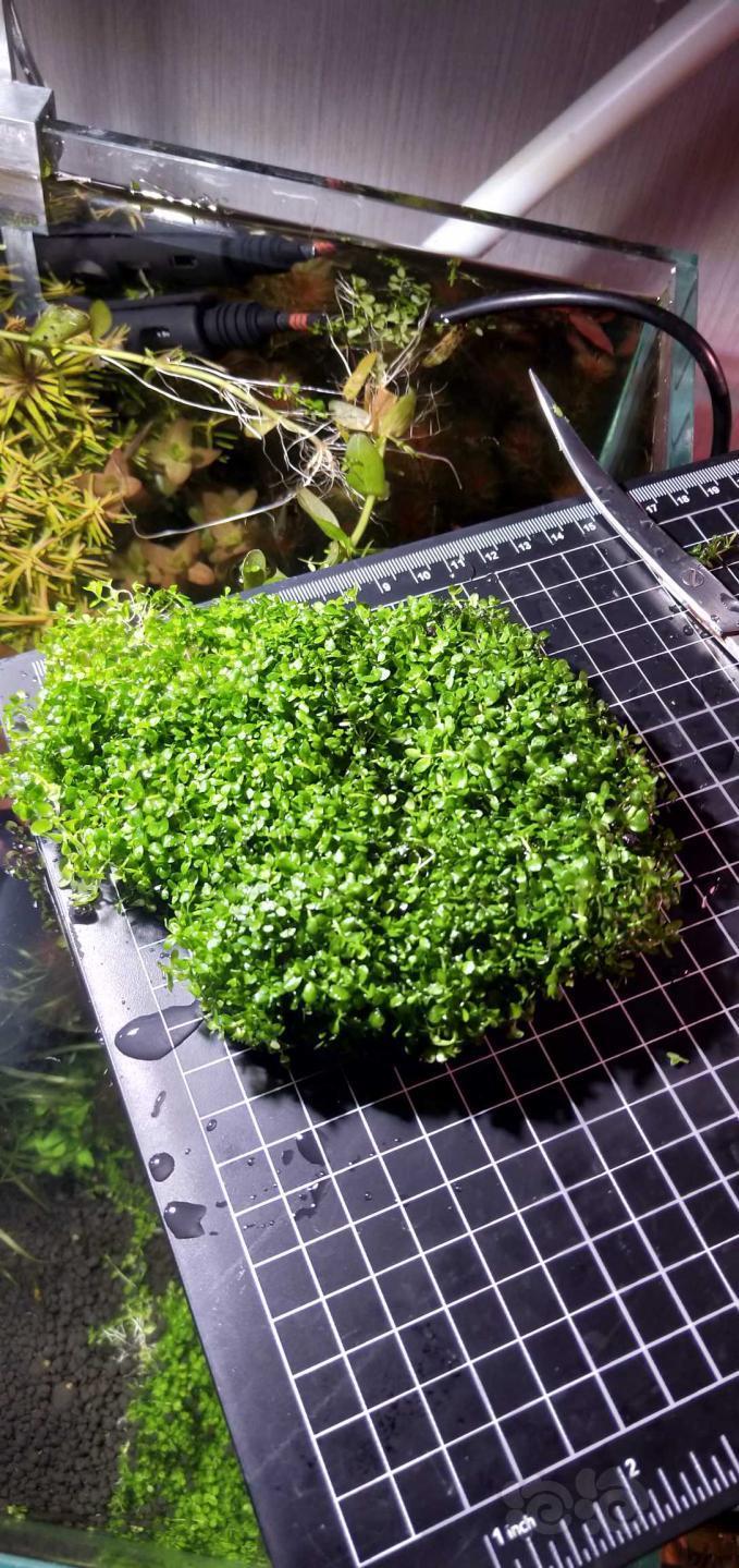 低价出火焰莫斯趴地矮珍珠