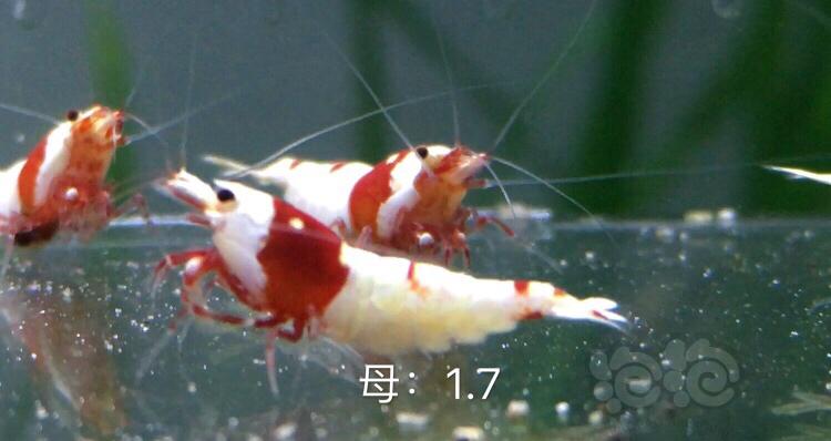 【虾】2019-12-01#RMB拍卖系统红白三公五母繁殖组-图6