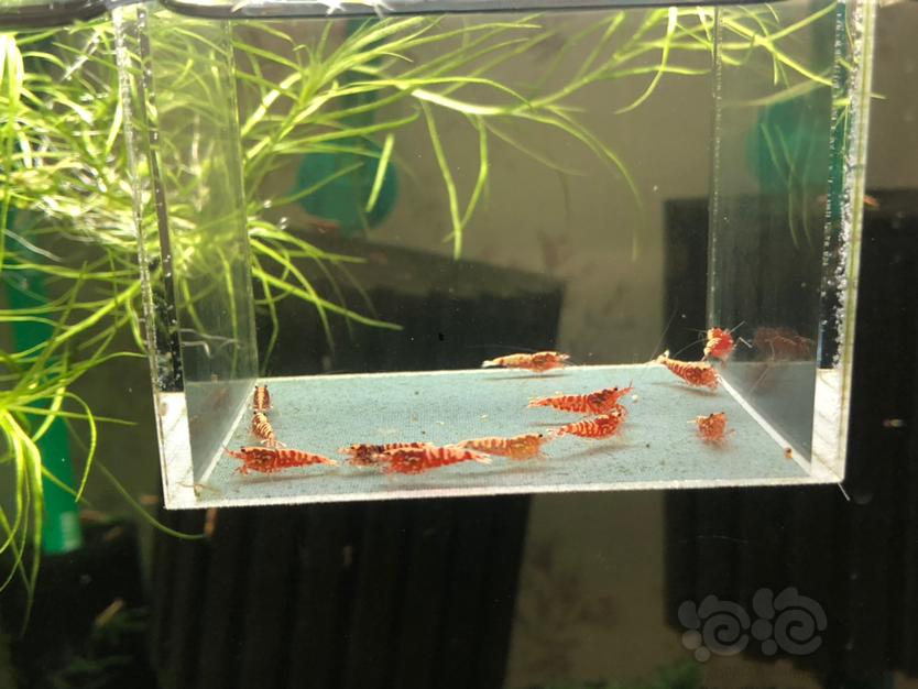 【虾】2019-12-13#RMB拍卖红银河苗子12只-图5