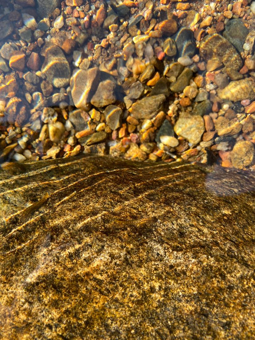 野采吸鳅和虾虎，地点：小溪流……-图5