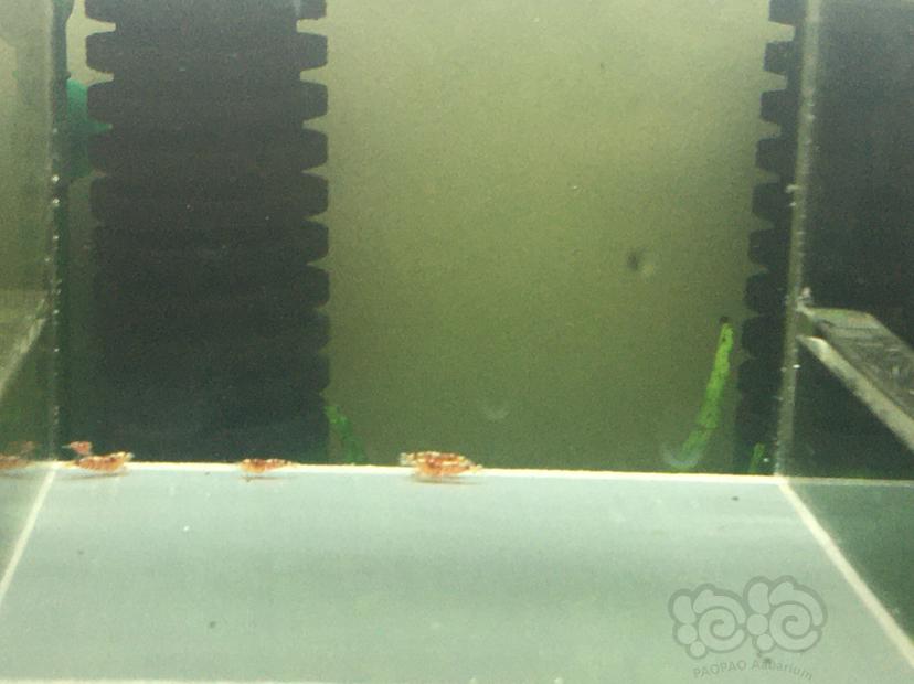 【虾】2019－12－07#RMB拍卖红花虎12只-图2