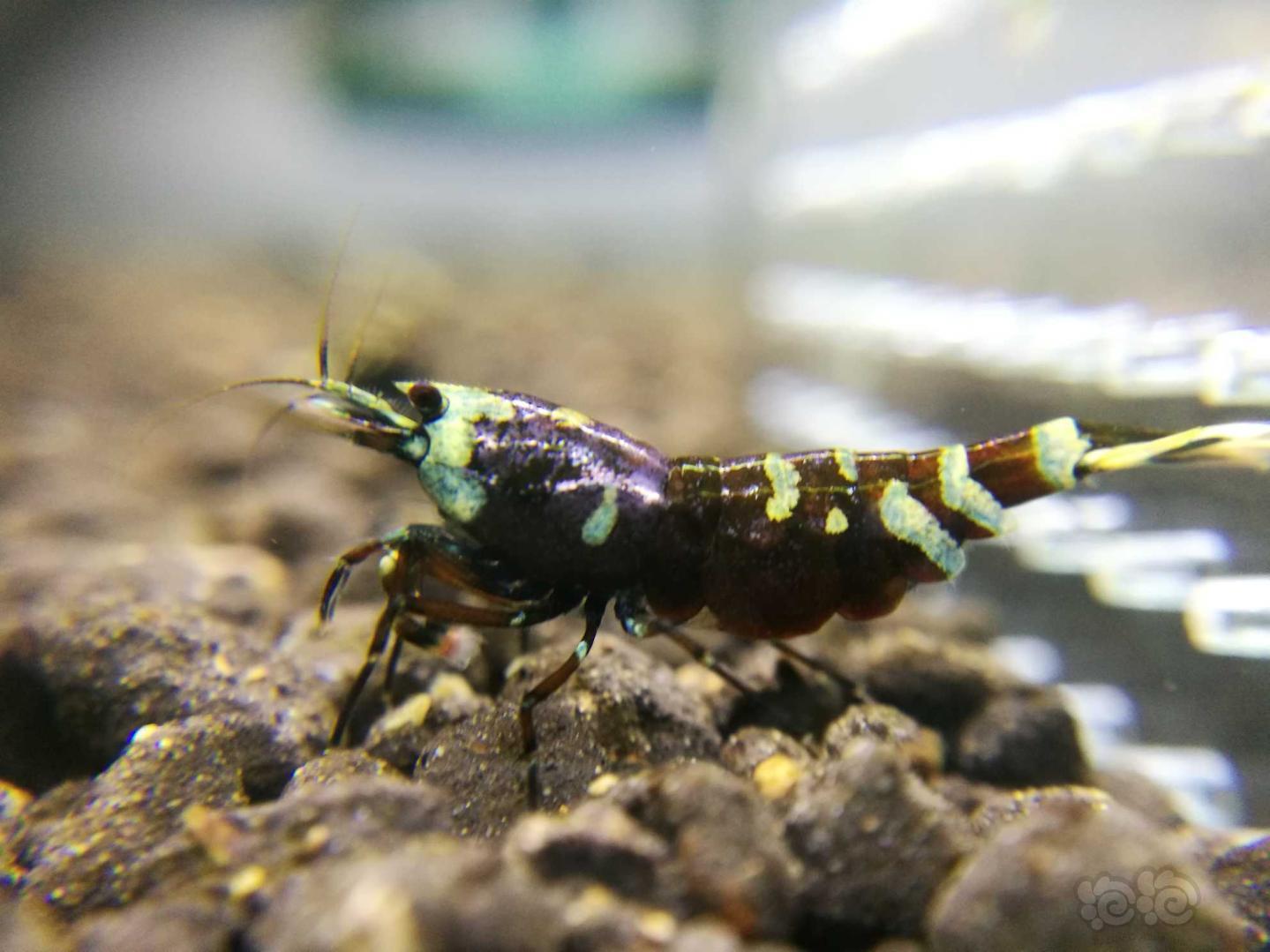 20191219rmb拍卖金属紫虎p一对