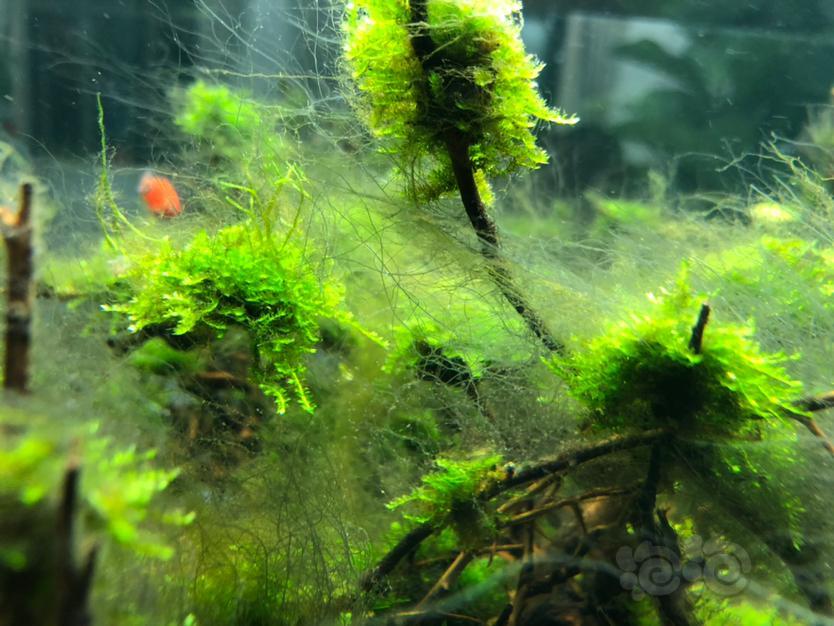 求教长满了丝藻,有什么办法可以解决啊?