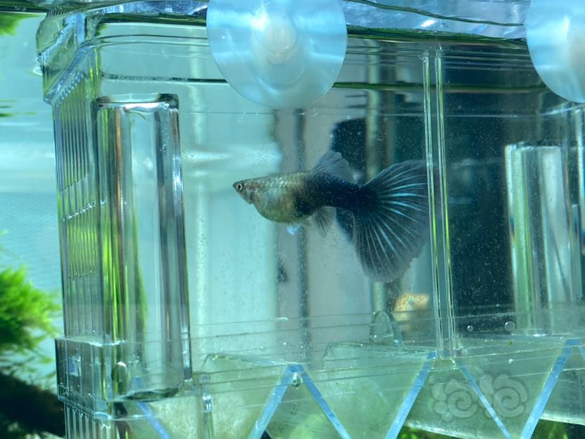 【灯科鱼】美丽的孔雀,美丽的大肚子