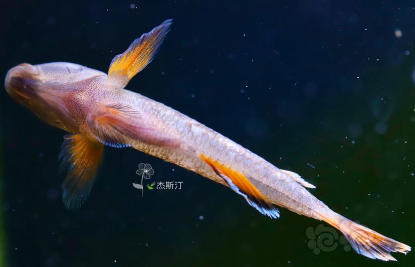 金边新红吻虾虎-图2