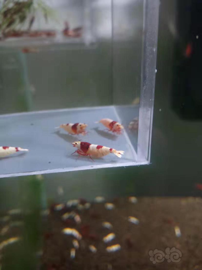 【虾】2019-12-9#RMB拍卖红白水晶虾一份6只（中标会多送一只1.2左右的）-图2