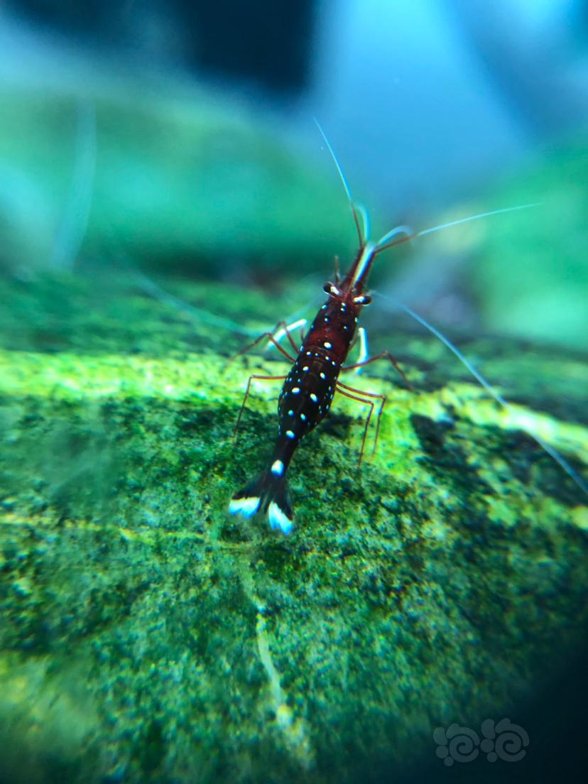 苏拉威西虾一白袜