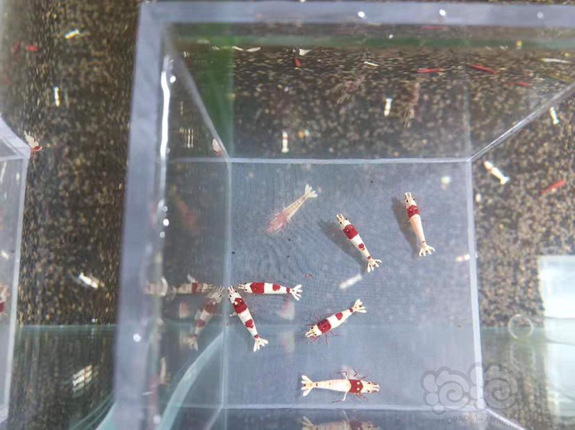 【虾】2019-12-9#RMB拍卖红白水晶虾一份6只（中标会多送一只1.2左右的）-图3
