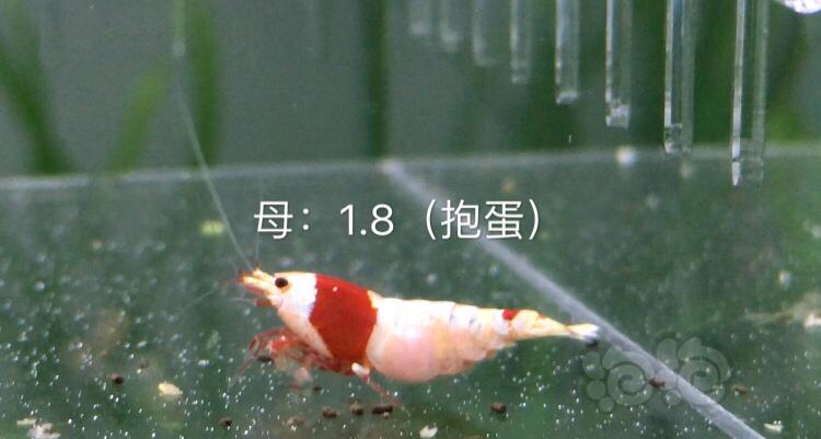 【虾】2019-12-01#RMB拍卖系统红白三公五母繁殖组-图8