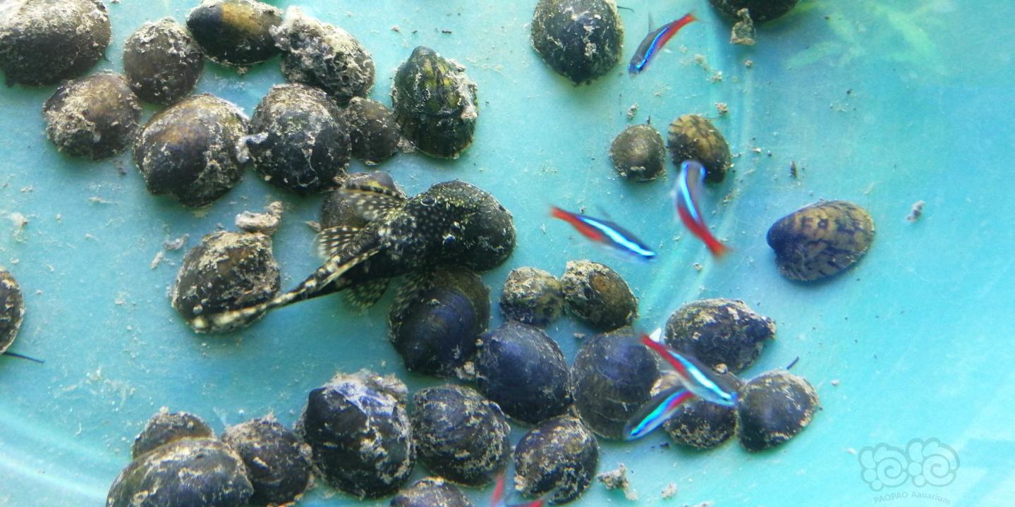 出除藻神器彩蛋螺/鲍鱼螺-图1