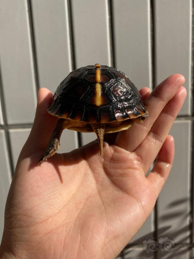 安缘闭壳龟图片