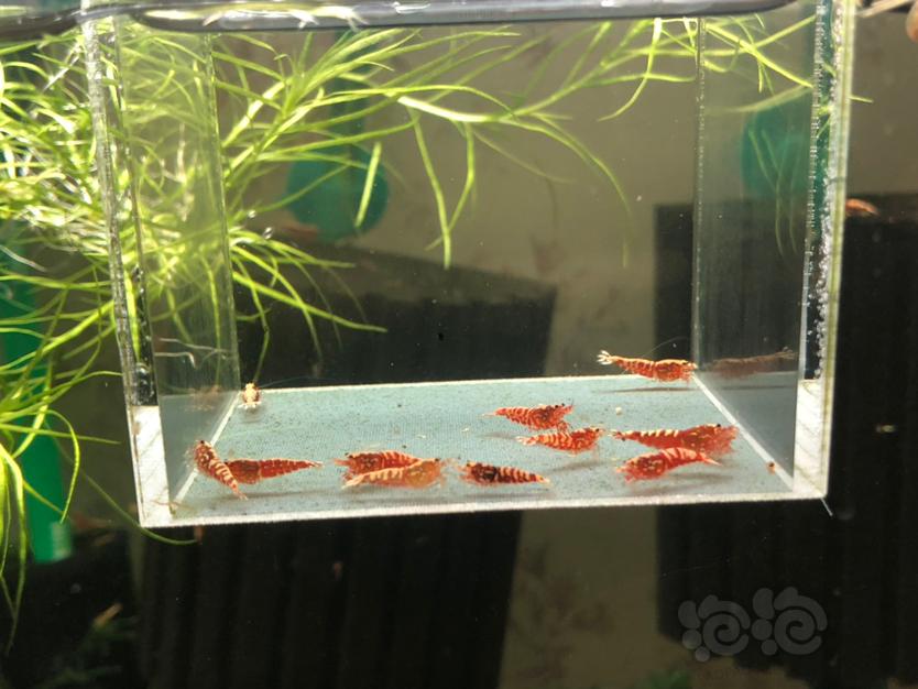 【虾】2019-12-13#RMB拍卖红银河苗子12只-图2