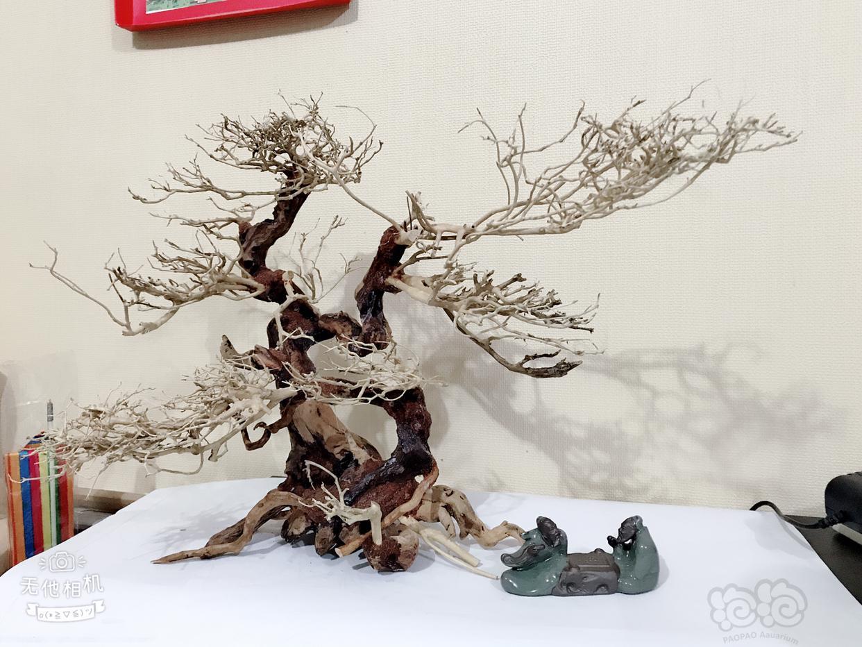 发棵子母树造型