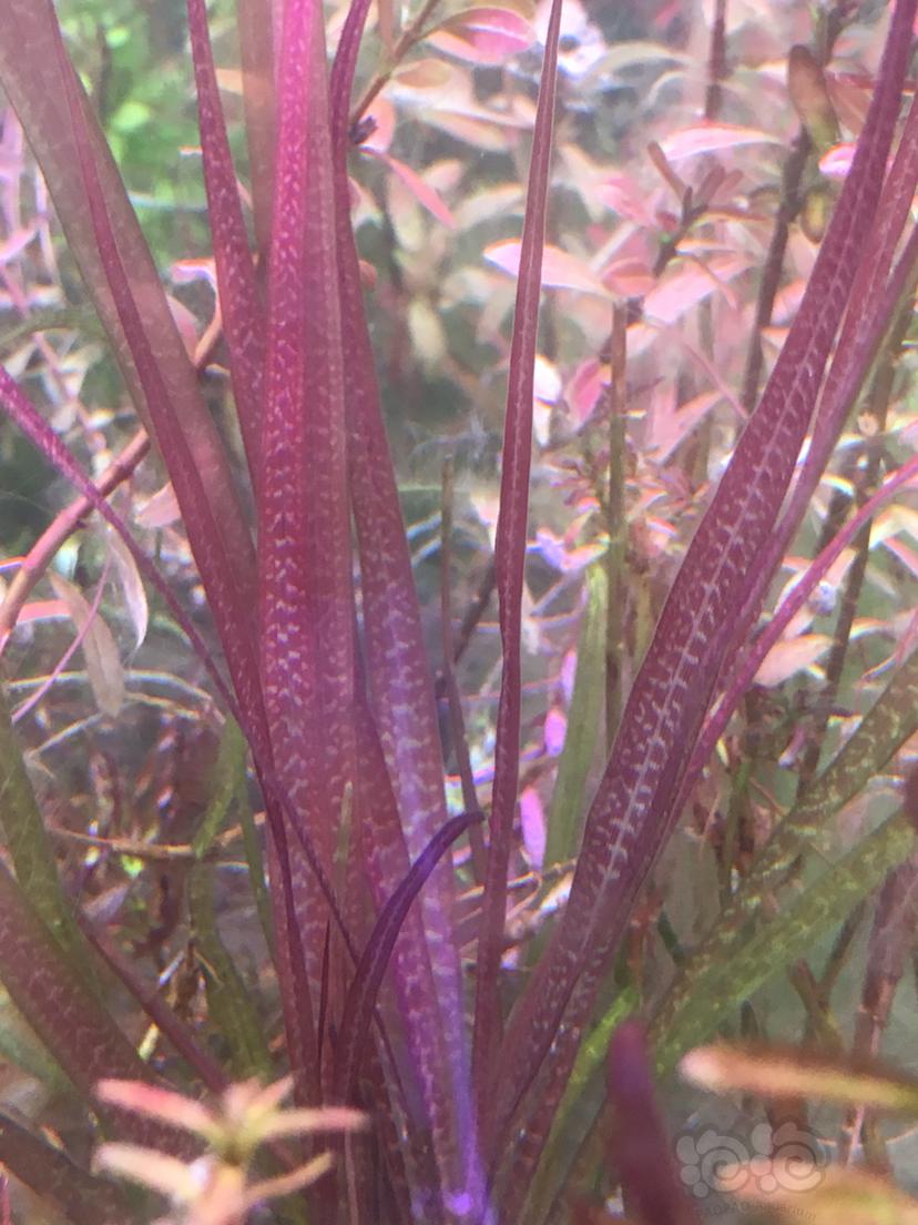 红箦藻。                                  ，-图2