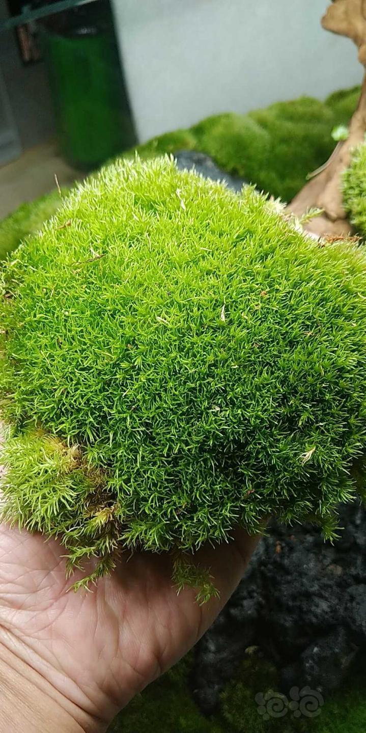 【苔藓】养了两年的白发藓图一,跟正在生长的白发藓