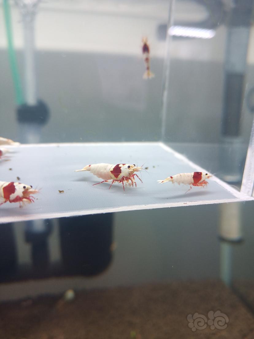 【虾】2019－12－08#RMB拍卖红白一份7只-图3