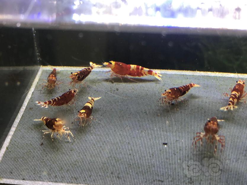 【虾】2019-12-16#RMB拍卖红虎p繁殖组3公6母-图3