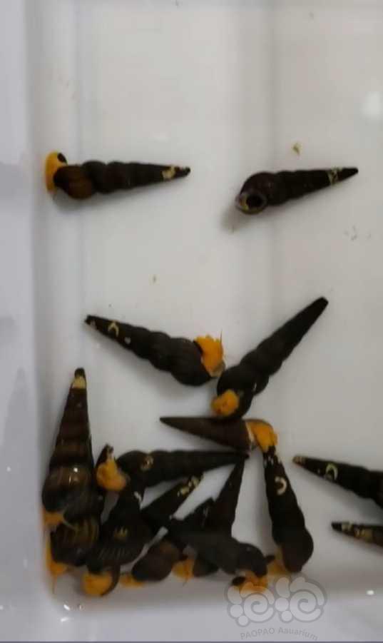 【热带鱼】鼠鱼，橙兔螺，异形，宝莲灯，直升机-图5