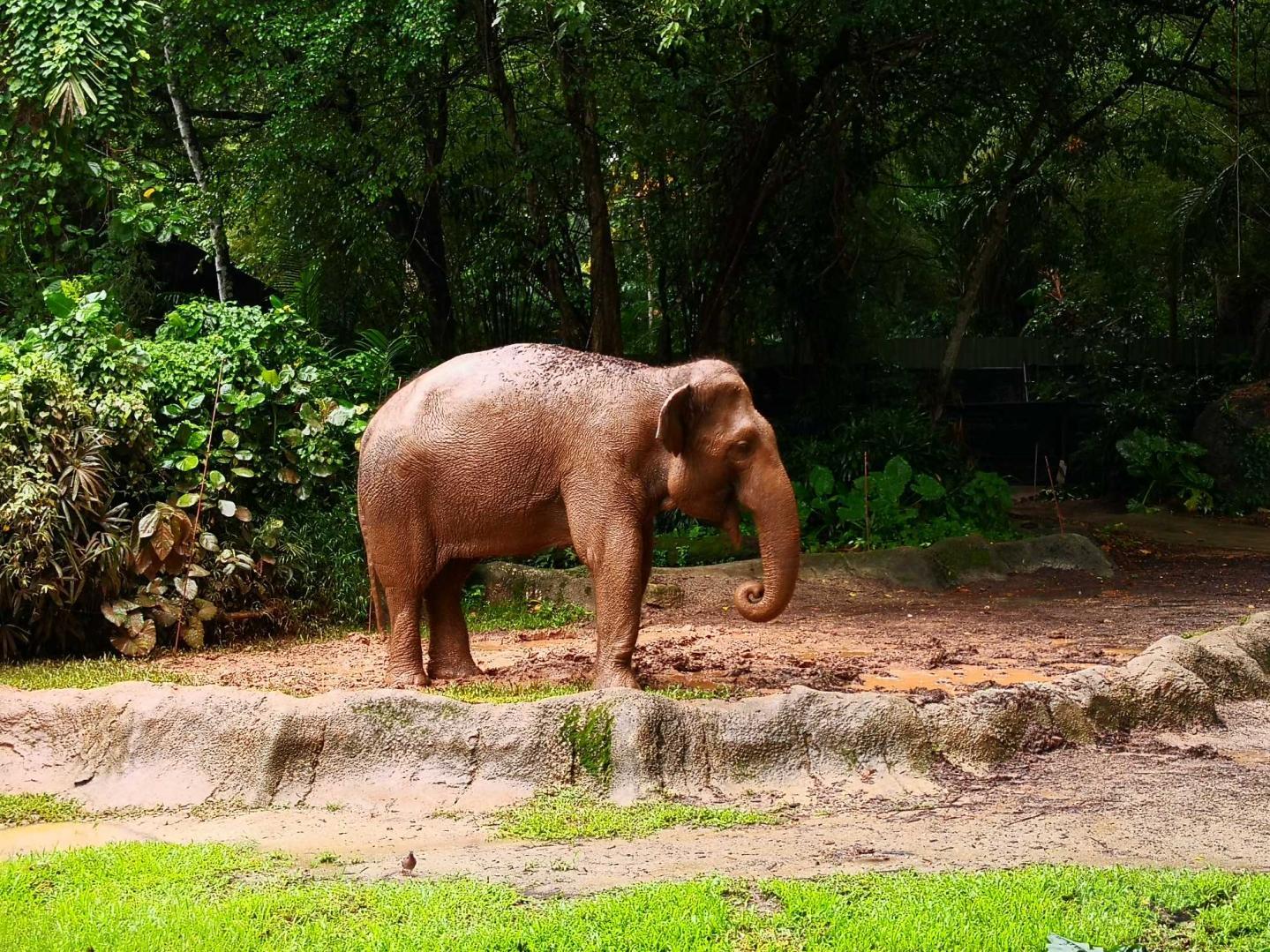 动物园拍大象-图1