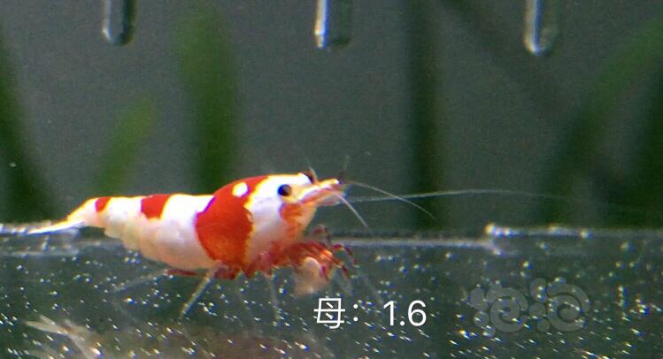【虾】2019-12-01#RMB拍卖系统红白三公五母繁殖组-图7