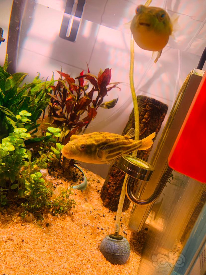 【其它】斑马狗头长大了