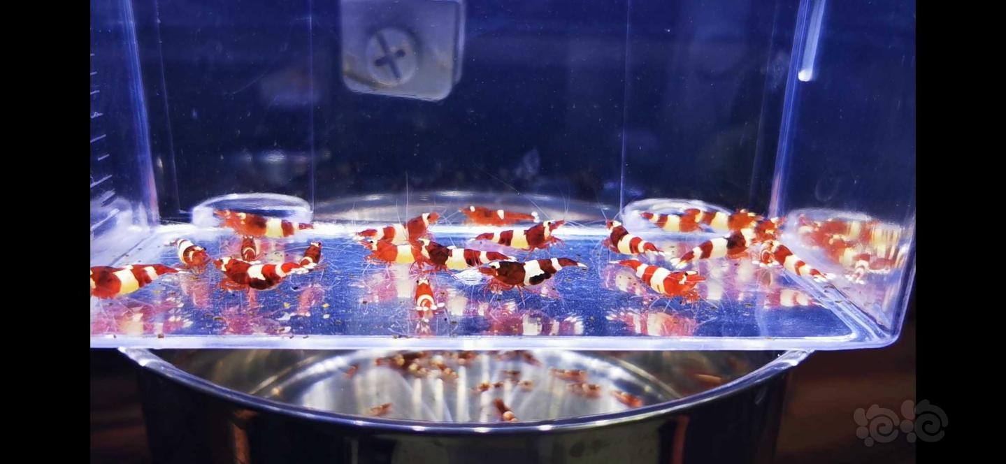 【虾】2019-12-13#RMB拍卖系统缸火山酒红水晶虾117只-图1